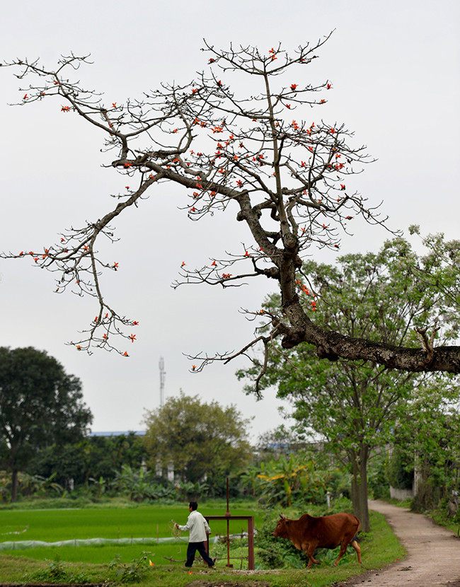 对越南北部平原的居民来说，木棉花十分熟悉。离乡人对村头的木棉树的印象十分深刻。图自《人民报》