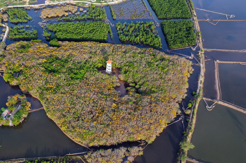 如茶红树林秋景。图自越通社