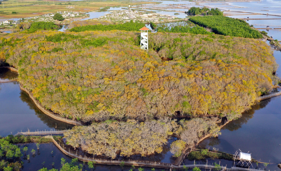 红树林的黄色与天空的白云营造出了宁静之境。图自越通社