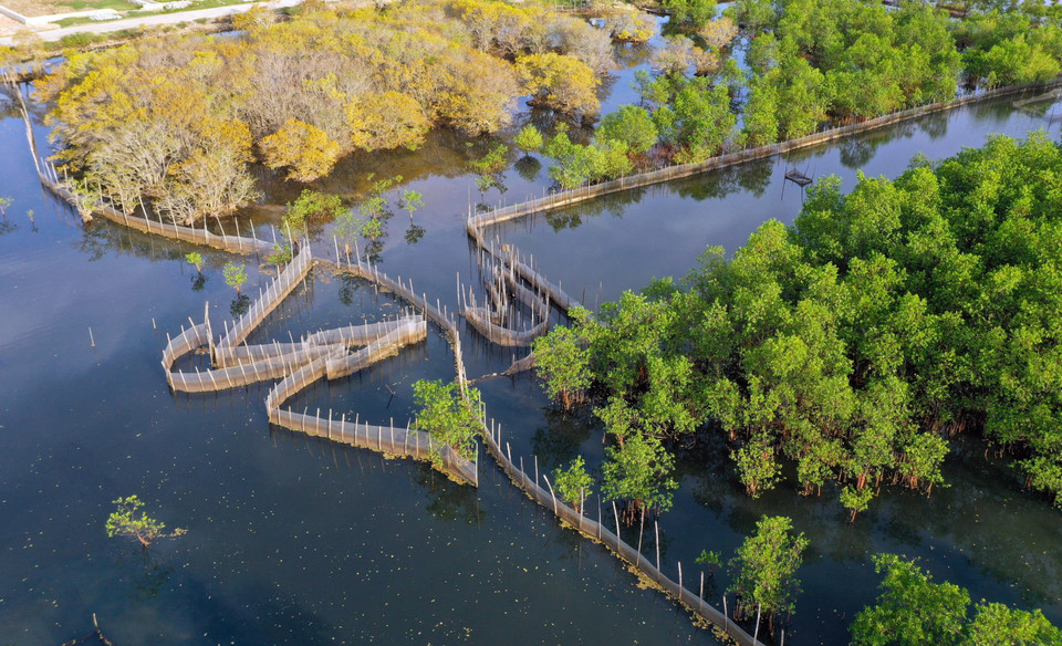 红树林的黄色与天空的白云营造出了宁静之境。图自越通社