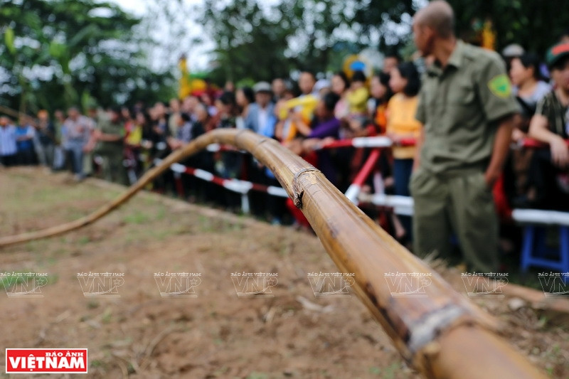 约40米的藤条。图自越通社