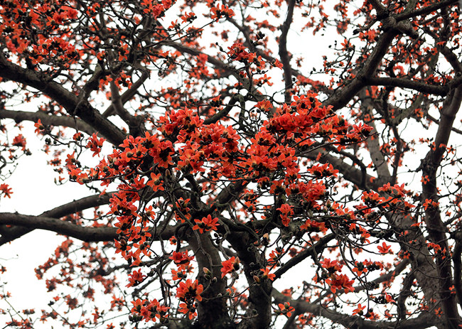 河内市美德县安美乡端女村到处都是木棉花绽放。图自《人民报》