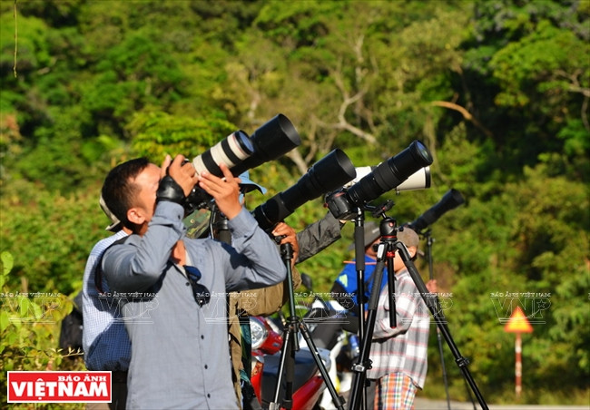 河内摄影师在山茶半岛拍摄红腿白臀叶猴。越通社记者 清和 摄