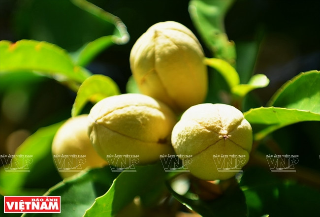 山茶林植物有近1000种，22种珍稀植物以及数百种其他用途植物。越通社记者 清和 摄