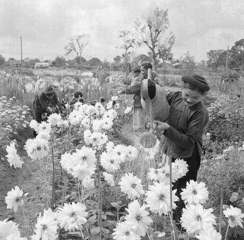 玉河花村花民。图自越通社
