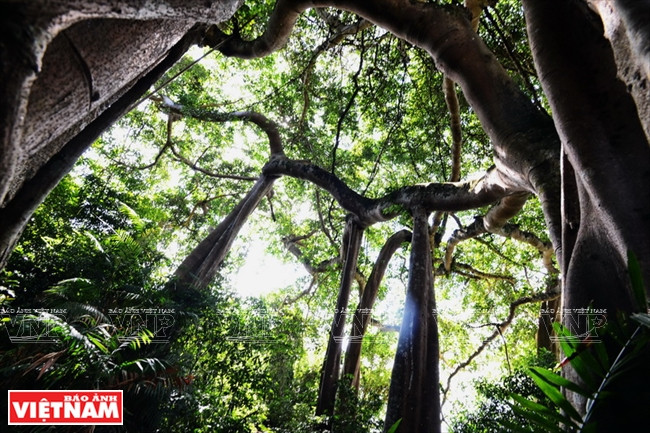 山茶林有很多古树。越通社记者 清和 摄