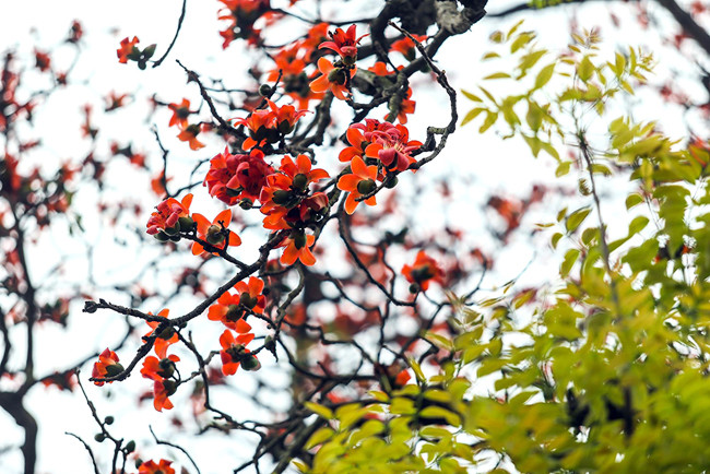 木棉树叶落光后，木棉花绽放，树形不甚美观。图自《人民报》