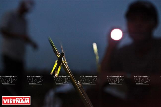 夜晚，爬上茬梢和草尖，若被惊动飞得又慢又低。图自越通社