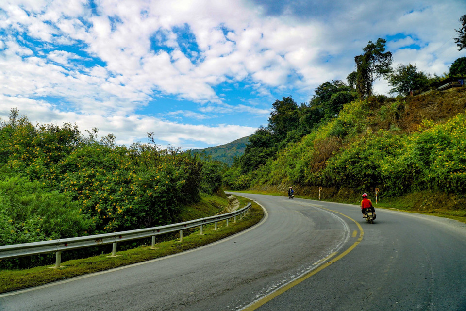 对摄影师和摄影爱好者来说，肿柄菊是他们非常喜爱的创作题材，在279号国道两边肿柄菊高度聚集分布区到处都能看到手拿着相机，忙于拍照的人。图自越通社