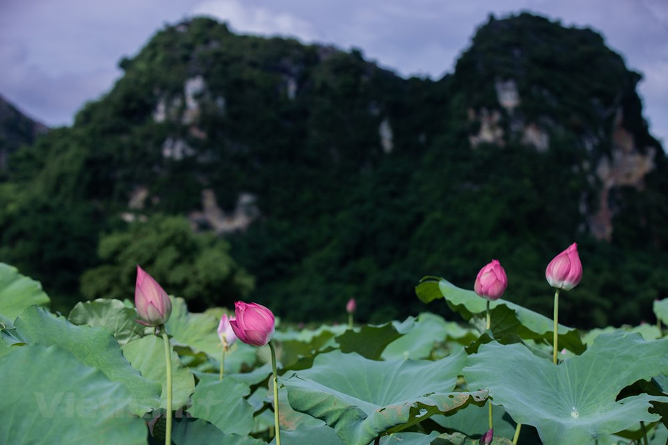 从六月到八月，绿色间的粉红色莲花勾勒出一幅美不胜收的自然美景画。自然花期春末至秋季，一年之中会反复开花很多次，盛花期在6~10月，炎炎夏日也能持续开花不断，花量也丰富，用常规大小的花盆种植都能多花齐放，花朵还带有清新香味，花开之时，能给你一室荷香。图自Vietnam+