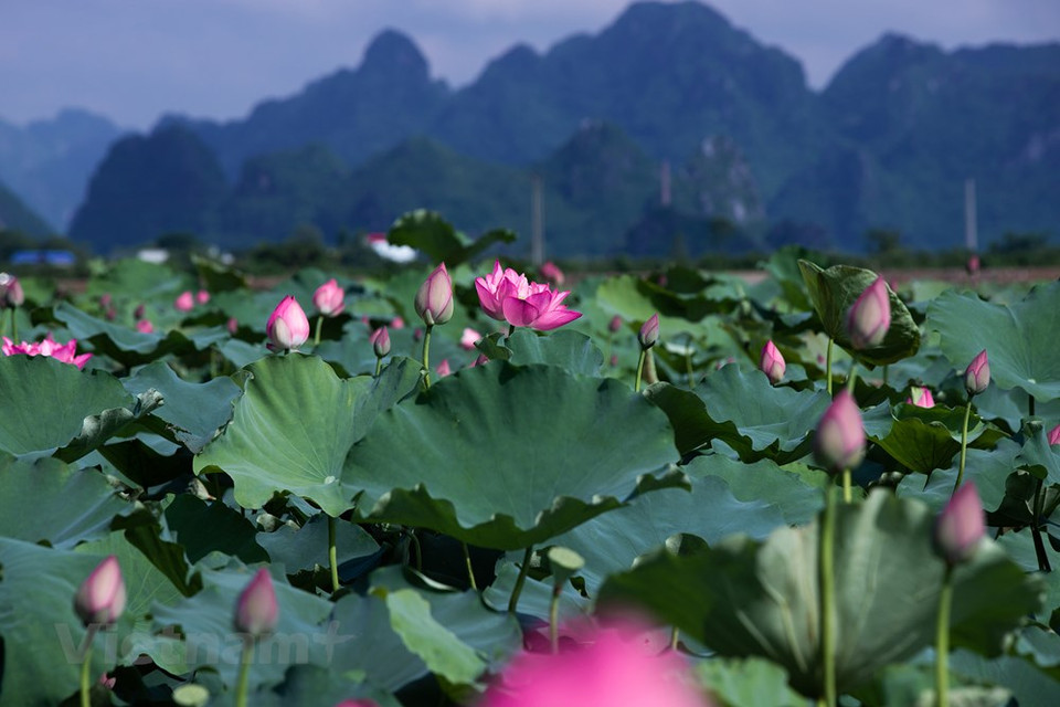 莲花种植给安富乡农民带来较高的经济效益。该乡莲花种植总面积近200公顷。莲花全身皆宝，藕和莲子能食用，莲子、根茎、藕节、荷叶、花及种子的胚芽等都可入药。其出污泥而不染之品格恒为世人称颂，历来为诗人墨客歌咏绘画的题材之一。图自 Vietnam+