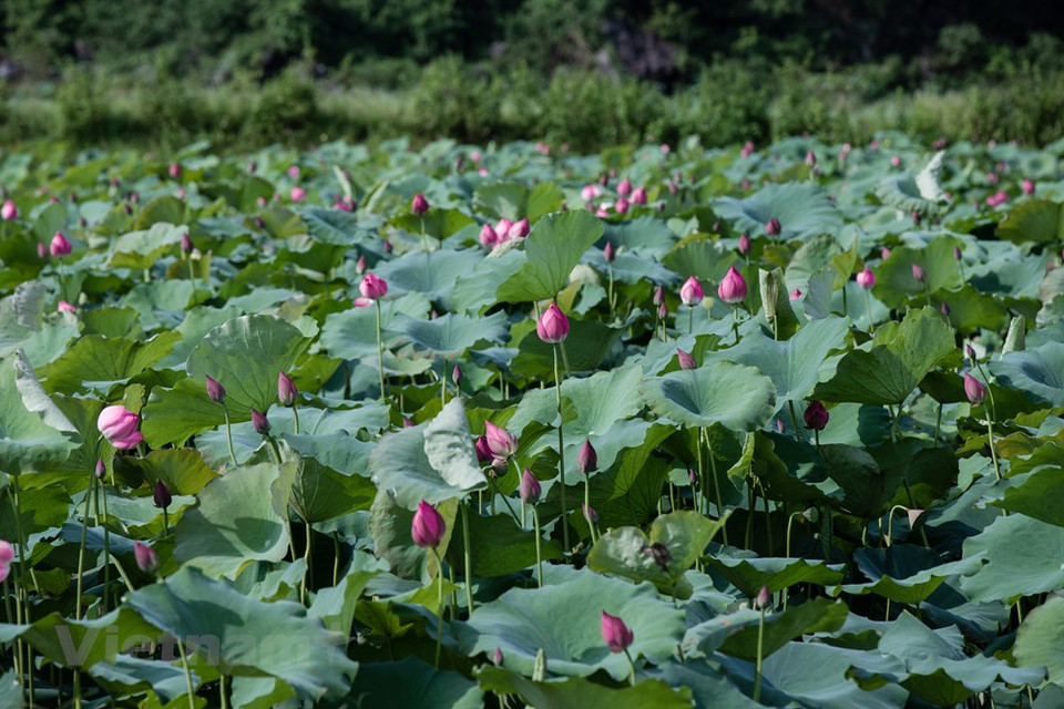 一朵朵莲花，紧紧依偎着碧绿滚圆的莲叶，在轻柔的雨丝沐浴下，显得更加清秀、雅洁、妩媚、可爱。竞相绽放的莲花格外美丽，令人流连忘返。在六月盛夏灿烂的阳光照耀下，一朵朵白莲花傲然挺立在水面上，美得令人沉迷。莲花，素为诗人们所爱，因为在诗人眼中，它亭亭玉立，毫无媚骨。图自Vietnam+