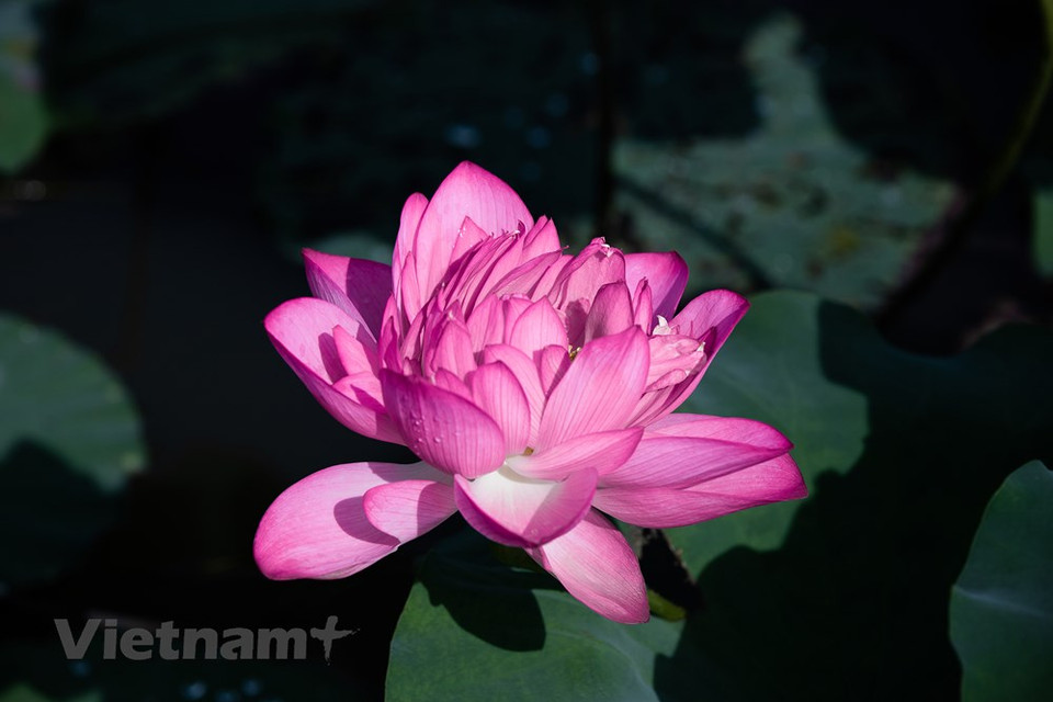 从古至今，我们对莲花的喜爱向来是有增无减。莲花的清新脱俗，犹如一位花仙子一样，独立在湖中随风轻轻飞舞，不受都市的喧嚣影响，尽情展现自己的高清亮节。莲花的香味是一种淡淡的清香，香远益清，花色纯净，给人一种忠贞、美丽的感觉。娇艳的莲花盛开，美不胜收，引来游客纷纷打卡。图自 Vietnam+