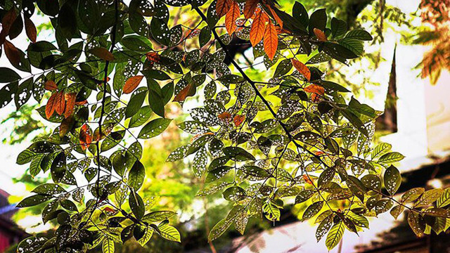 河内秋色。图自《越南人民报》