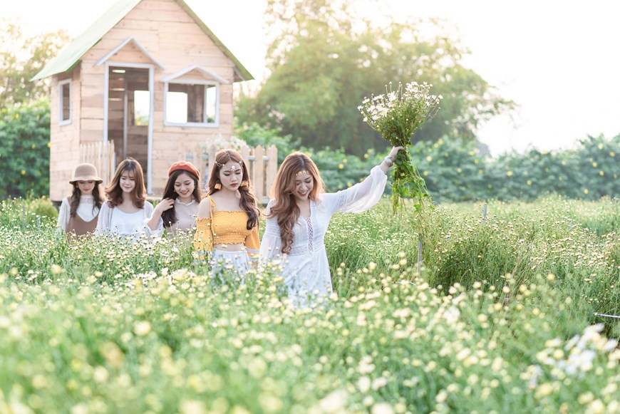 雏菊花的纯洁之美吸引住了花卉爱好者。图自Vietnam+