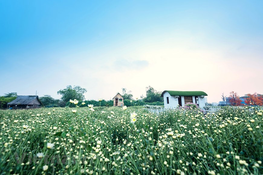 雏菊于每年11月底、12月初绽放。图自Vietnam+