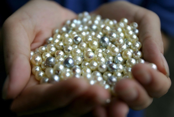 云顿岛县的珍珠既漂亮又有较高的经济效益。（图片来源：人民报网）