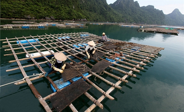 云顿岛县具有水海产养殖的优势。（图片来源：人民报网）