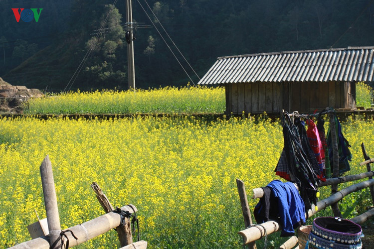 油菜花的色彩似乎给整个三区空间增加活力（图片来源：越南之声）