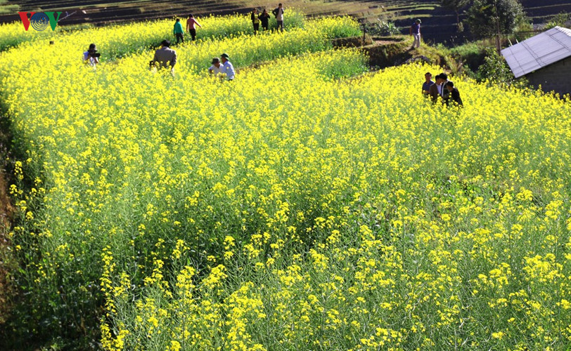 稻谷收成之后，撒播在姆庚寨各乡梯田上的油菜籽生长迅速，如期开花（图片来源：越南之声）