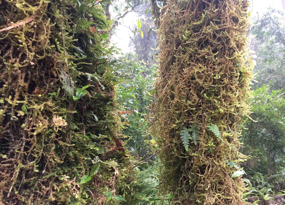 莱州省左连山 图自越通社
