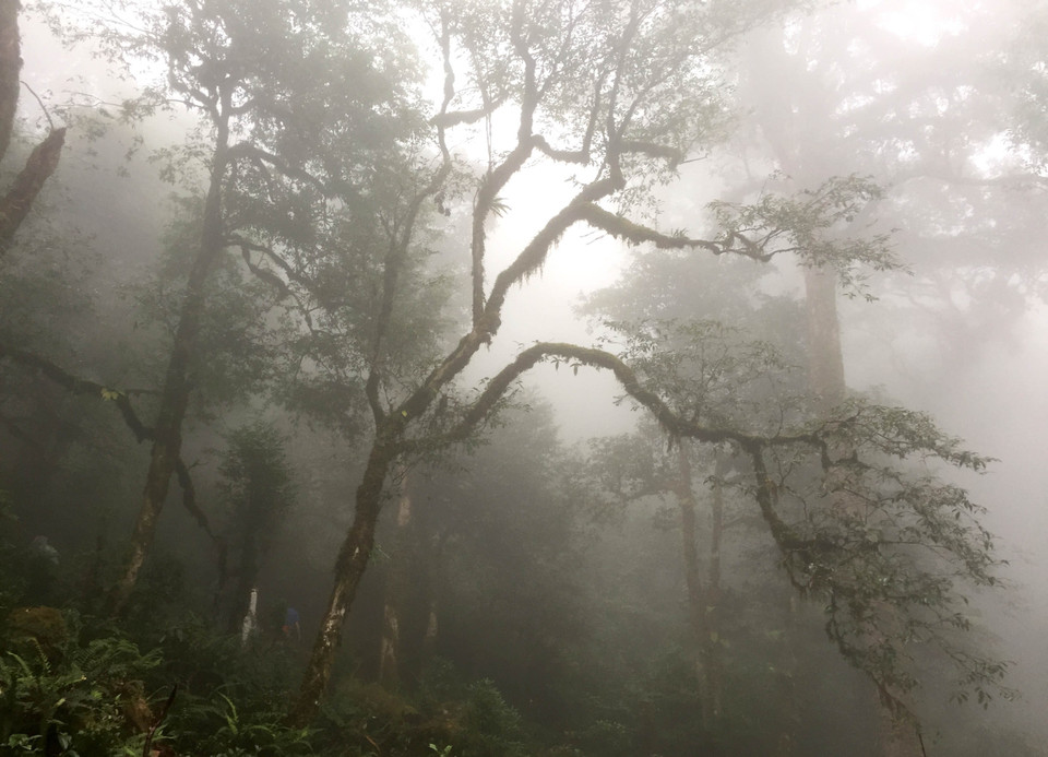 莱州省左连山 图自越通社