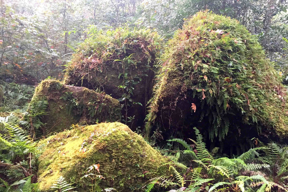莱州省左连山 图自越通社