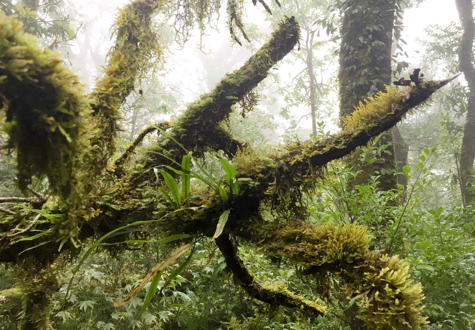 莱州省左连山 图自越通社
