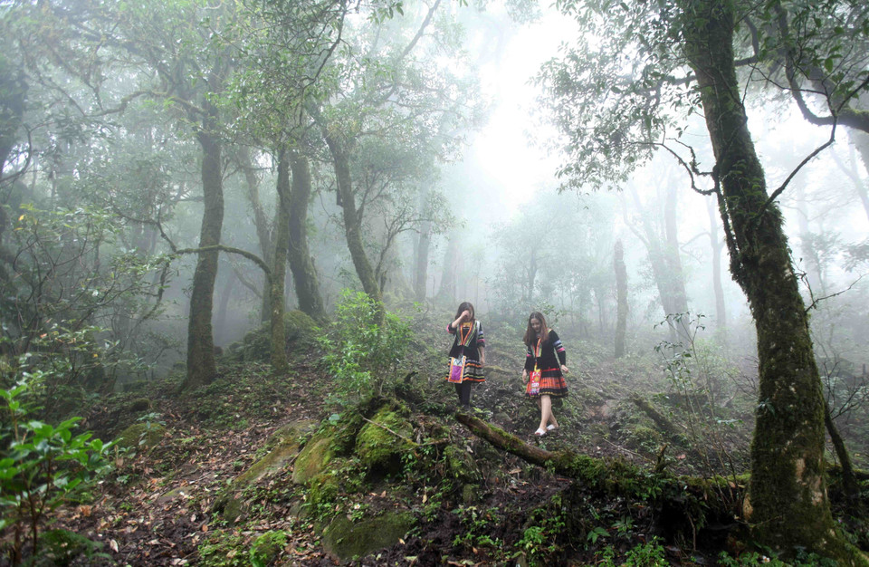 莱州省左连山 图自越通社