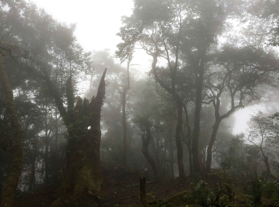 莱州省左连山 图自越通社