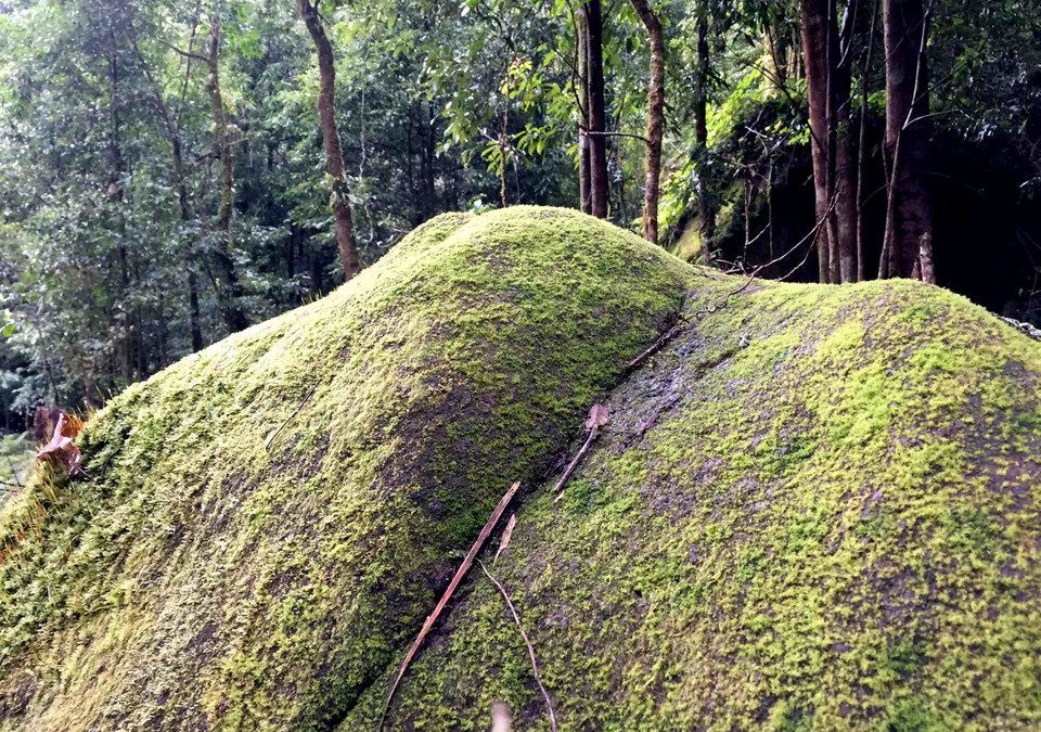 莱州省左连山 图自越通社