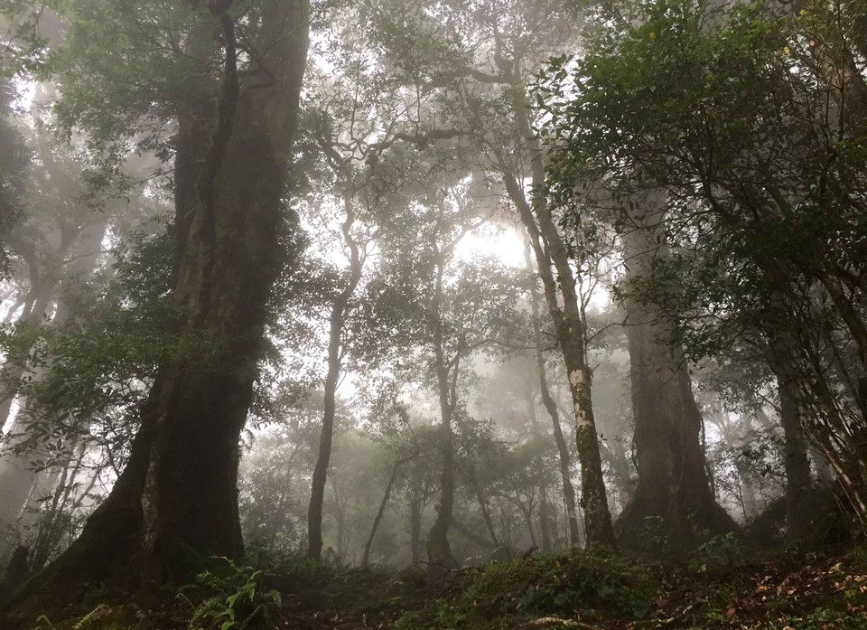 莱州省左连山 图自越通社