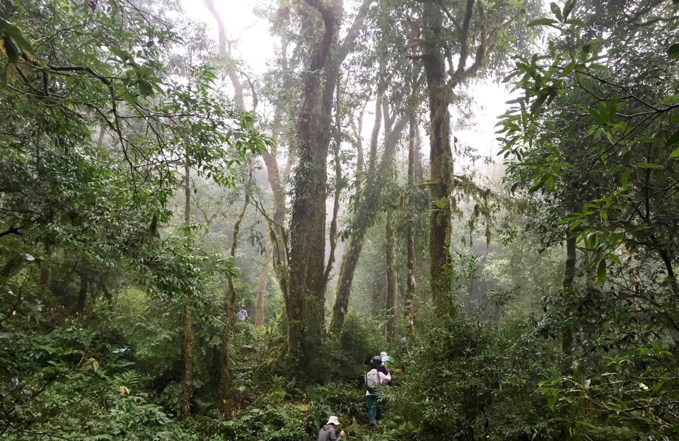 莱州省左连山 图自越通社