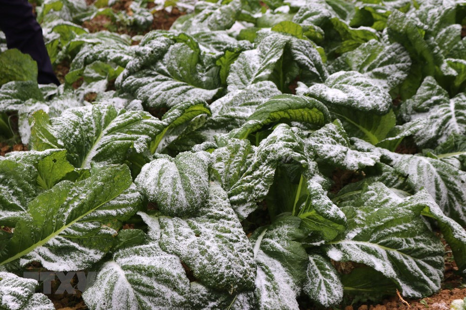 河江省各山峰出现结冰现象，其温度零下1摄氏度。图自越通社