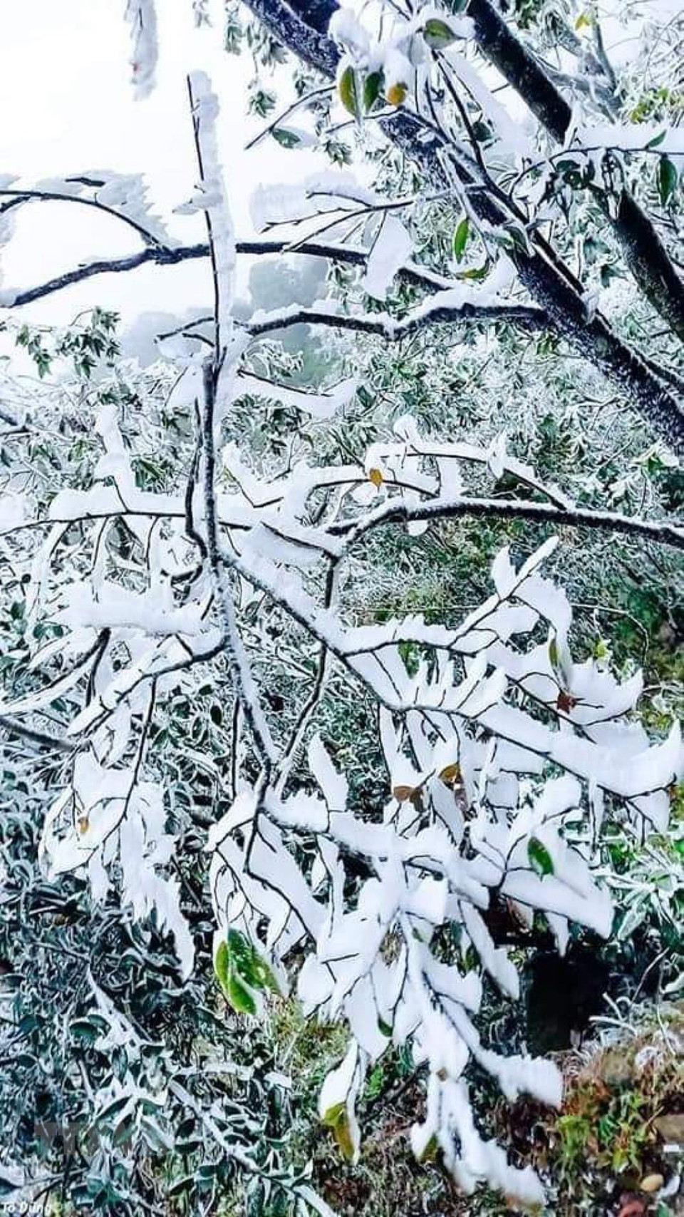 安沛省木江界县蔻帕岭树树林被冰雪覆盖。图自越通社