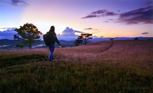 黄昏时刻，粉红色狗尾草更为魅力（图片来源：vnexpress.net）