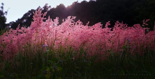 粉红色狗尾草沿着丘坡或在山谷生长。寨麻（Trại Mát）、金溪（Suối Vàng）及泰番（Thái Phiên）花村是粉红色狗尾草生长最多的地方（图片来源：vnexpress.net）