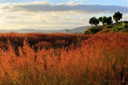 大片粉红色狗尾草在风中荡漾着（图片来源：vnexpress.net）