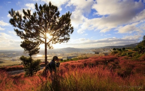 每逢年底，狗尾草变为粉红色，美丽极了，此时成为摄影爱好者前来创作的最佳时刻（图片来源：vnexpress.net）