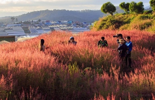 粉红色狗尾草最多生长在北美和中国。在越南，大叻市是粉红色狗尾草生长的稀少城市之一（图片来源：vnexpress.net）