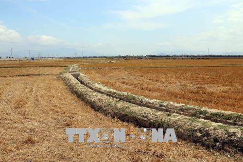 图为宁顺省一处的旱情。（图片来源：越通社）