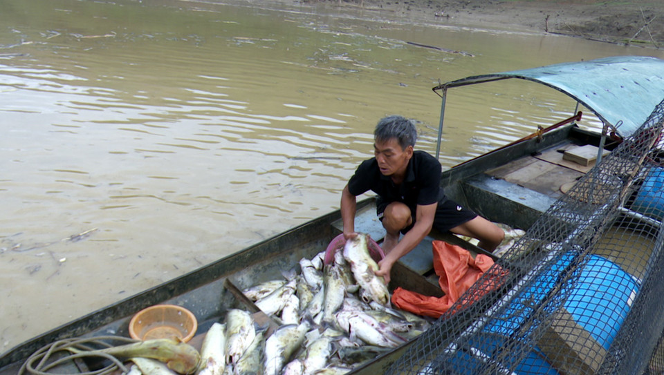 暴雨洪灾导致宣光省多条江河水位上涨，许多水产养殖户损失惨重。越通社记者 文子 摄