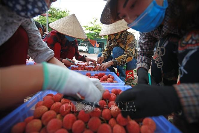 今年北江省迎来荔枝丰产大年。图自越通社