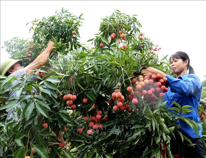 采摘荔枝 图自越通社