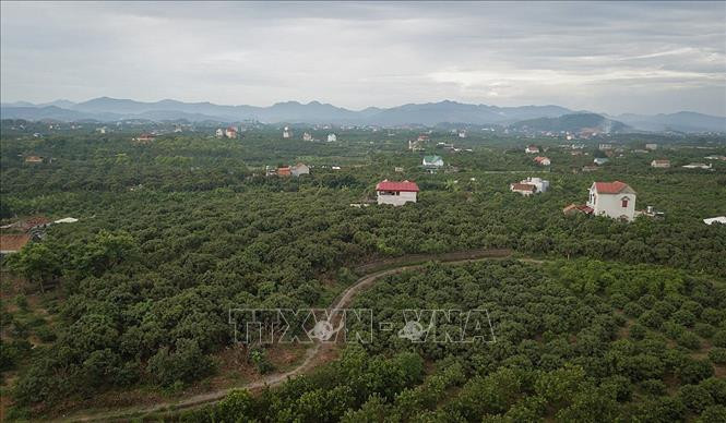 北江省采用VietGap标准的荔枝种植面积。图自越通社
