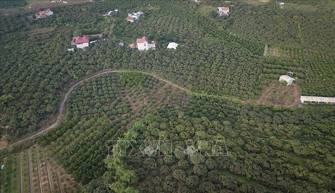 北江省采用VietGap标准的荔枝种植面积。图自越通社