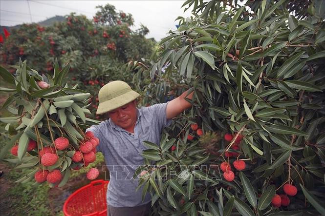 采摘荔枝 图自越通社