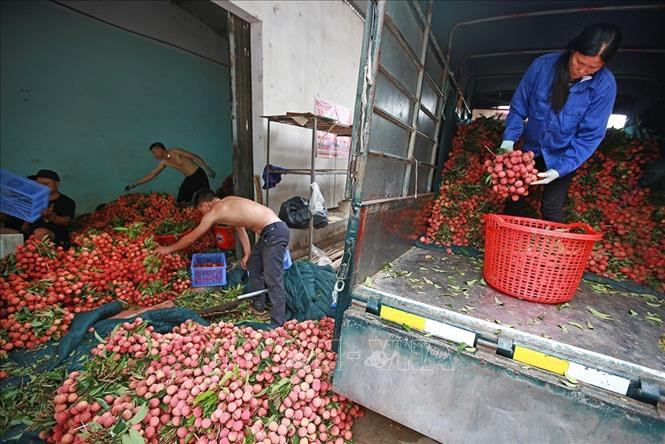 工人对刚采摘下来的新鲜荔枝进行包装、冷藏、装车。图自越通社