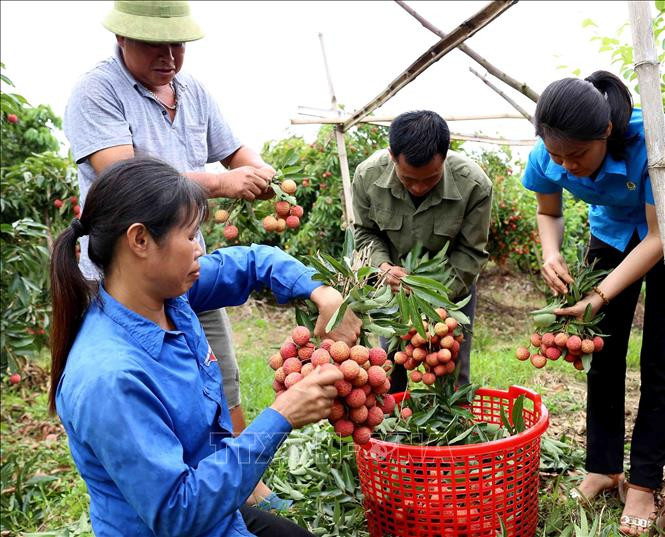 工人对刚采摘下来的新鲜荔枝进行包装。图自越通社