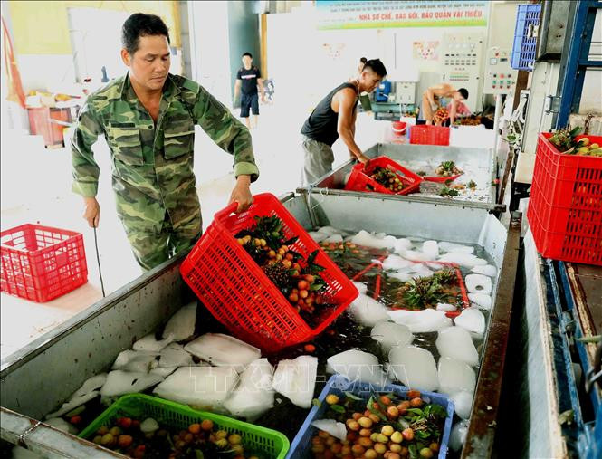 工人对刚采摘下来的新鲜荔枝进行包装、冷藏。图自越通社